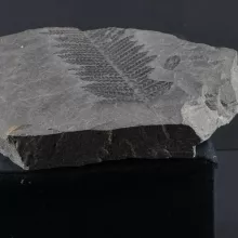 fossile fougére