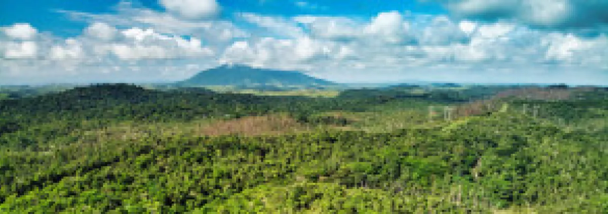 forêt tropicale au Brésil